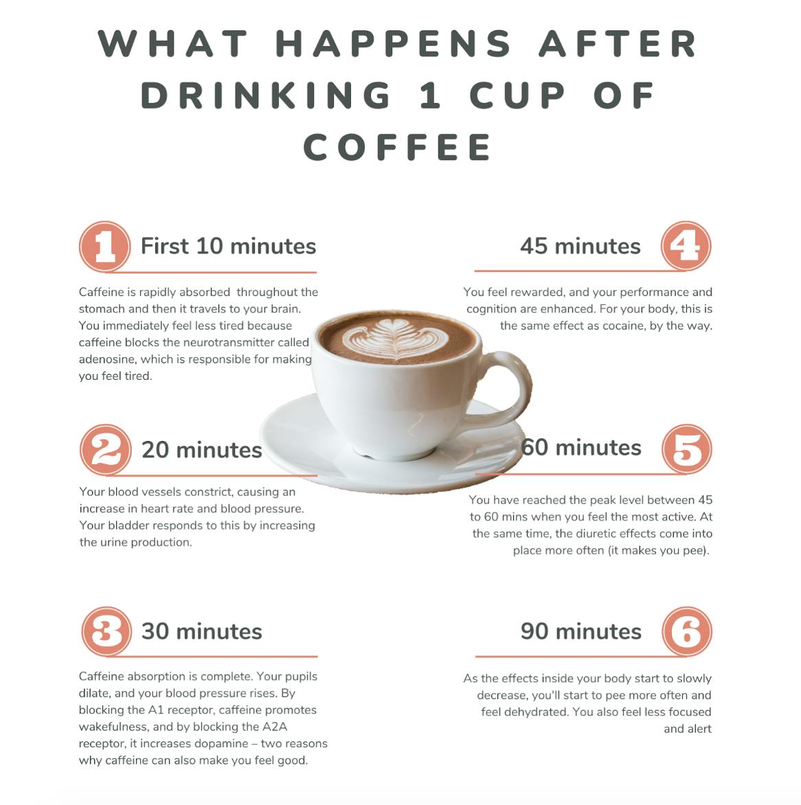 Inforgraphic showing the effects in stages after drinking one cup of coffee