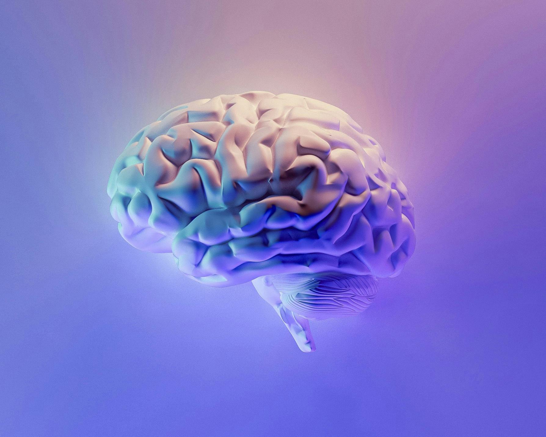 brain